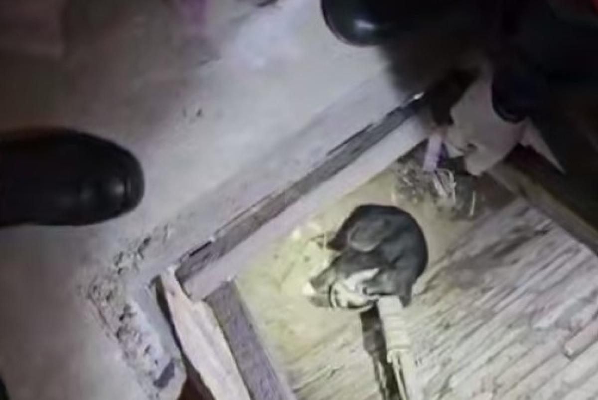 скриншот с видео