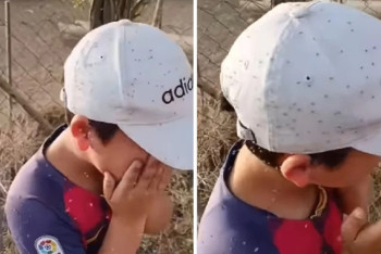 Фотография к новости: Ребенок попал под нашествие мошек: В Туркестане оштрафован подрядчик, ответственный за дезинсекцию