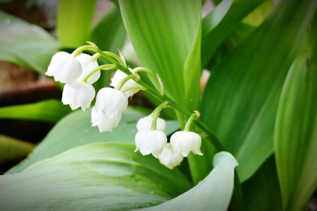 Май 2025 удивит казахстанцев перепадами температуры