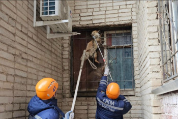 Лиса застряла в окне в Уральске