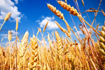 Около миллиона гектаров: в Казахстане расширяют программу диверсификации посевных площадей