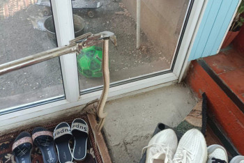 Фотография к новости: Змея напугала жителей Тараза