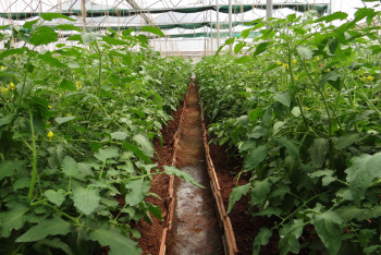 Новый закон о госзакупках в РК поддерживает сельских предпринимателей