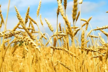 Фотография к новости: Казахстанское зерно завоёвывает Центральную Азию и Ближний Восток