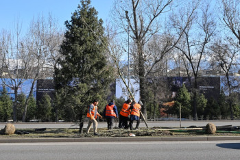 Фотография к новости: Прокуроры выявили неэффективную посадку деревьев в Алматы