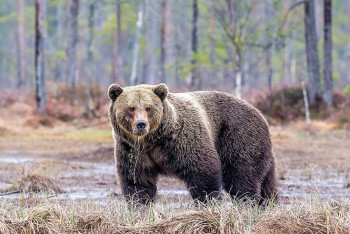Фотография к новости: Редкий тянь-шаньский медведь попал в фотоловушку на Кольсайских озёрах