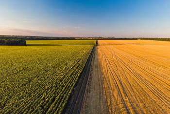 Фотография к новости: Площадь посевных в Казахстане увеличится до 23,7 млн га