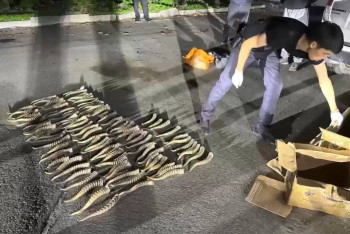 Фотография к новости: Браконьера задержали за незаконный сбыт рогов сайгака в области Жетісу