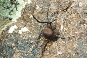 Ядовитые пауки активизировались в Казахстане: есть пострадавшие