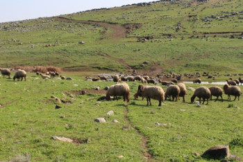 Фотография к новости: Суд вернул пастбища более 100 жителям Жетысу