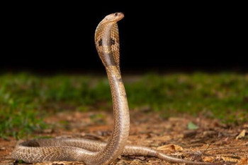 Фотография к новости: Змея заползла в дом жителей Алматинской области