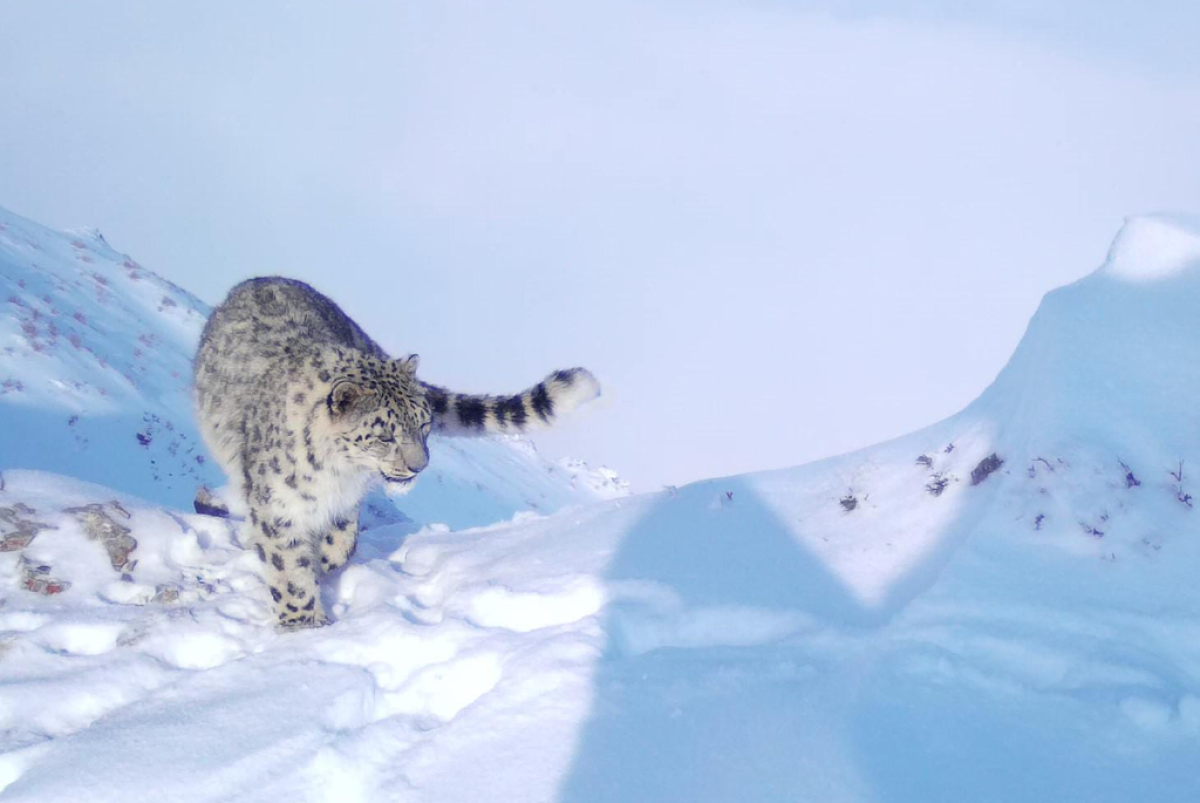 Фотоловушка запечатлела редчайшего снежного барса в Казахстане