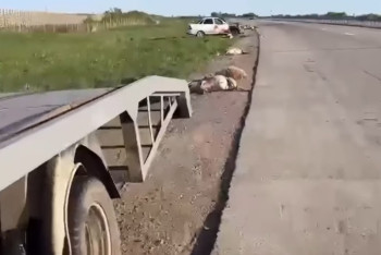 Фотография к новости: На трассе Астана – Караганда водитель сбил табун сайгаков, пострадала пассажирка