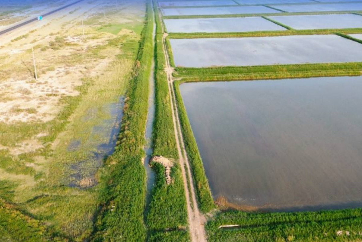 Орошение 15 тысяч га посевных площадей восстановили в Кызылординской области