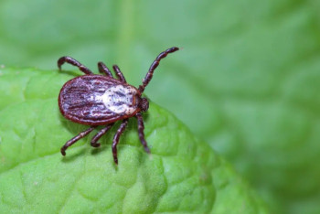 Фотография к новости: В СКО зафиксировали первые случаи энцефалита