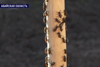 "Шпанка" атаковала Семей и пригород — жители в панике