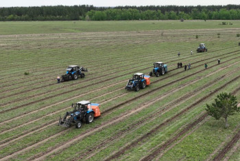 Зелёный рекорд: в Костанайской области высадили более 14 млн деревьев