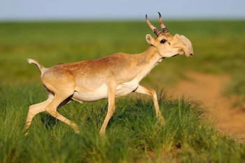 Фотография к новости: Нашествие сайгаков в Павлодарской области сняли на видео