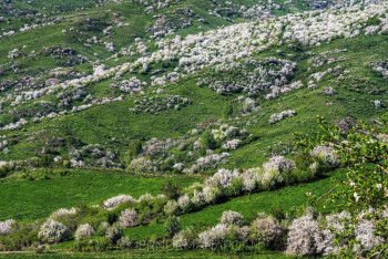Фотография к новости: В Жетысуском парке зацвела яблоня из Красной книги