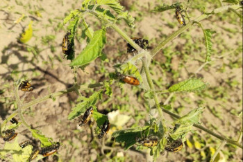 Фотография к новости: Колонии вредителей застали врасплох жителей Семея