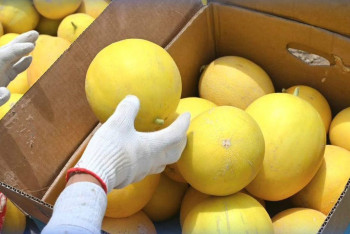 Дыни созрели раньше срока в Туркестанской области