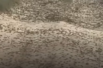 Видеокадры шокируют: саранча покрыла дороги в Кызылординской области