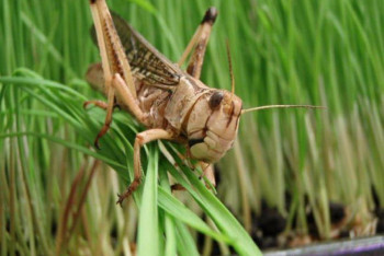 Минсельхоз: ситуация с саранчой под контролем — паника в Казнете не обоснована