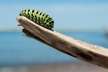 В Караганде гусеницы уничтожают деревья тысячами