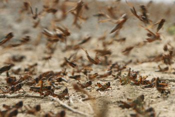 Фотография к новости: Саранча атакует: в Минсельхозе заработал call-центр для обращений