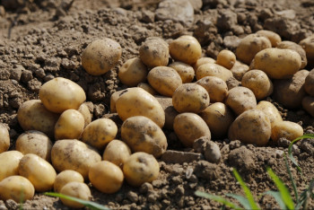 Фотография к новости: Когда подешевеет картошка? Власти объяснили, почему цены пока не снижаются