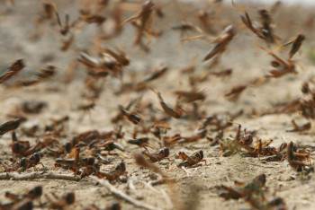 Фотография к новости: Казахстан проверяет границы: саранчу ищут вместе с Кыргызстаном
