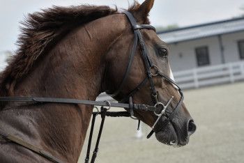 Жеребец по кличке Whisky устроил переполох по дороге в Казахстан из Чехии