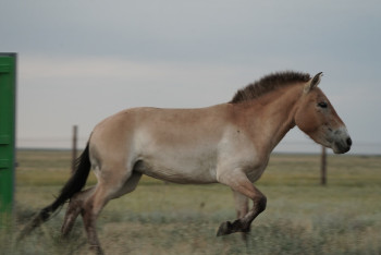Фотография к новости: Возвращение в степь: в Казахстан прибыла вторая группа лошадей Пржевальского