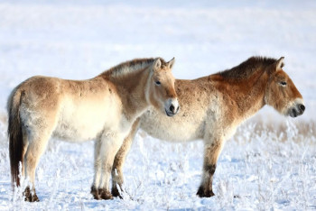Лошадей Пржевальского выпустили в дикую природу Казахстана после года адаптации