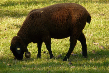 Фотография к новости: В Астане определили места для проведения жертвоприношения на Курбан айт