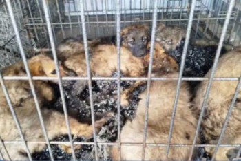 В Костанае щенков нашли замурованными с замазанными мазутом ртами