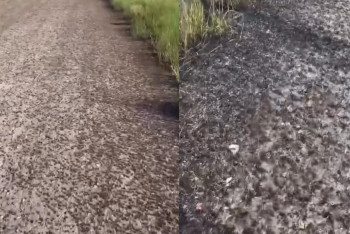 Массовое нашествие саранчи угрожает безопасности на трассе в Костанайской области