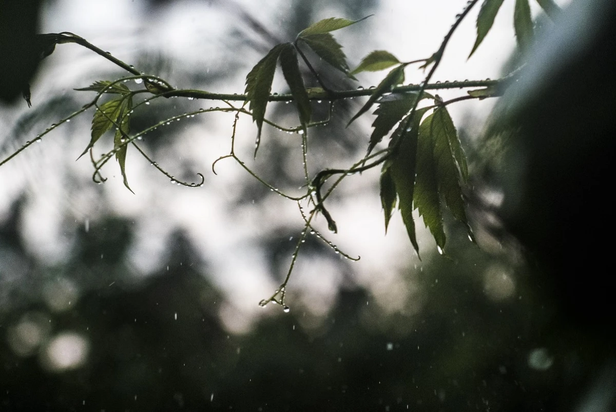 Unsplash