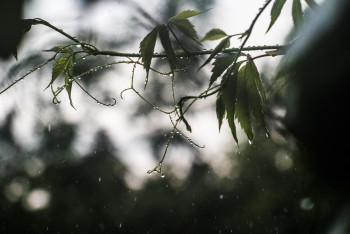 Жара и дожди надвигаются на Казахстан
