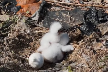 Фотография к новости: В Казахстане обнаружены птенцы редчайшего в мире хищника