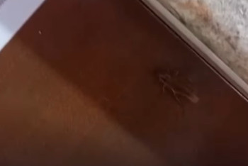 Посетители пожаловались на тараканов и мышей в столовой торгового дома "Арбат"