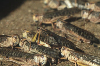 Фотография к новости: Массовое нашествие саранчи в регионах: в Минсельхозе сделали заявление