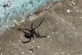 Черная вдова атакует Атыраускую область: люди в реанимации, гибнет скот