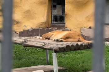 "Освенцим" для животных? Казнет спорит о состоянии зоопарка в Алматы