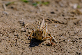 Фотография к новости: Саранча отступает? Казахстан обработал 90 процентов полей