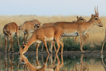 Фотография к новости: Казахстан подарит Китаю 1,5 тысячи сайгаков