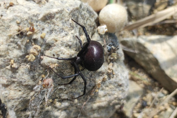 Фотография к новости: "Такого нашествия не было никогда": каракурты и жуки атакуют Павлодар