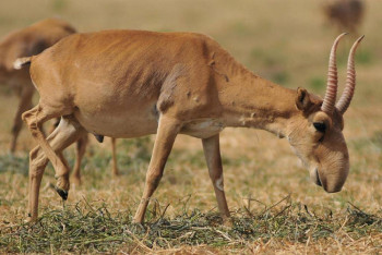 Фотография к новости: Казахстан передаёт 1,5 тысяч сайгаков КНР: что об этом думают учёные
