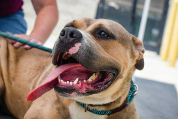 Фотография к новости: Укус питбуля обернулся судом для астанчанина