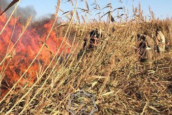 Фотография к новости: Пожар в тростниках под Атырау локализован